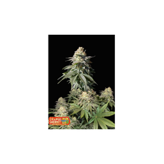 Orange Sherbet FF, Фасовка: 5